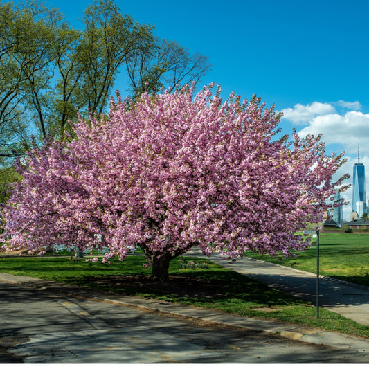 Buy Kwanzan Cherry Tree Online at TN Nursery 