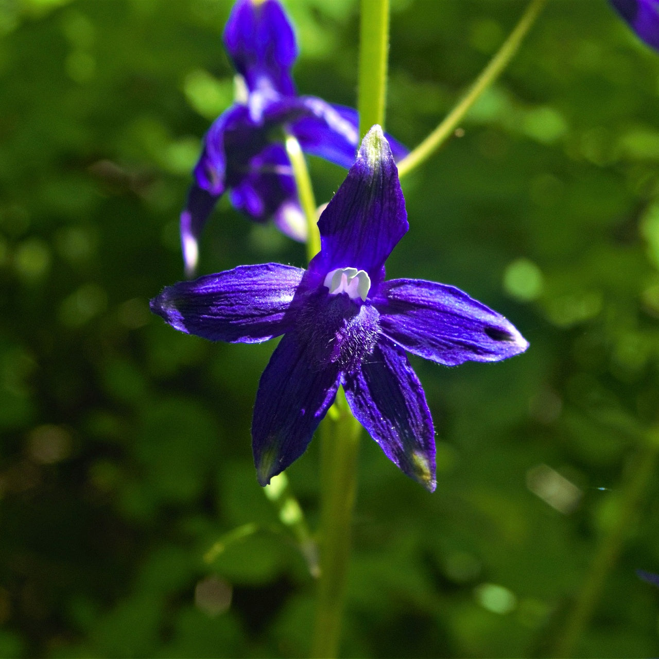 Larkspur Delphenium Plants