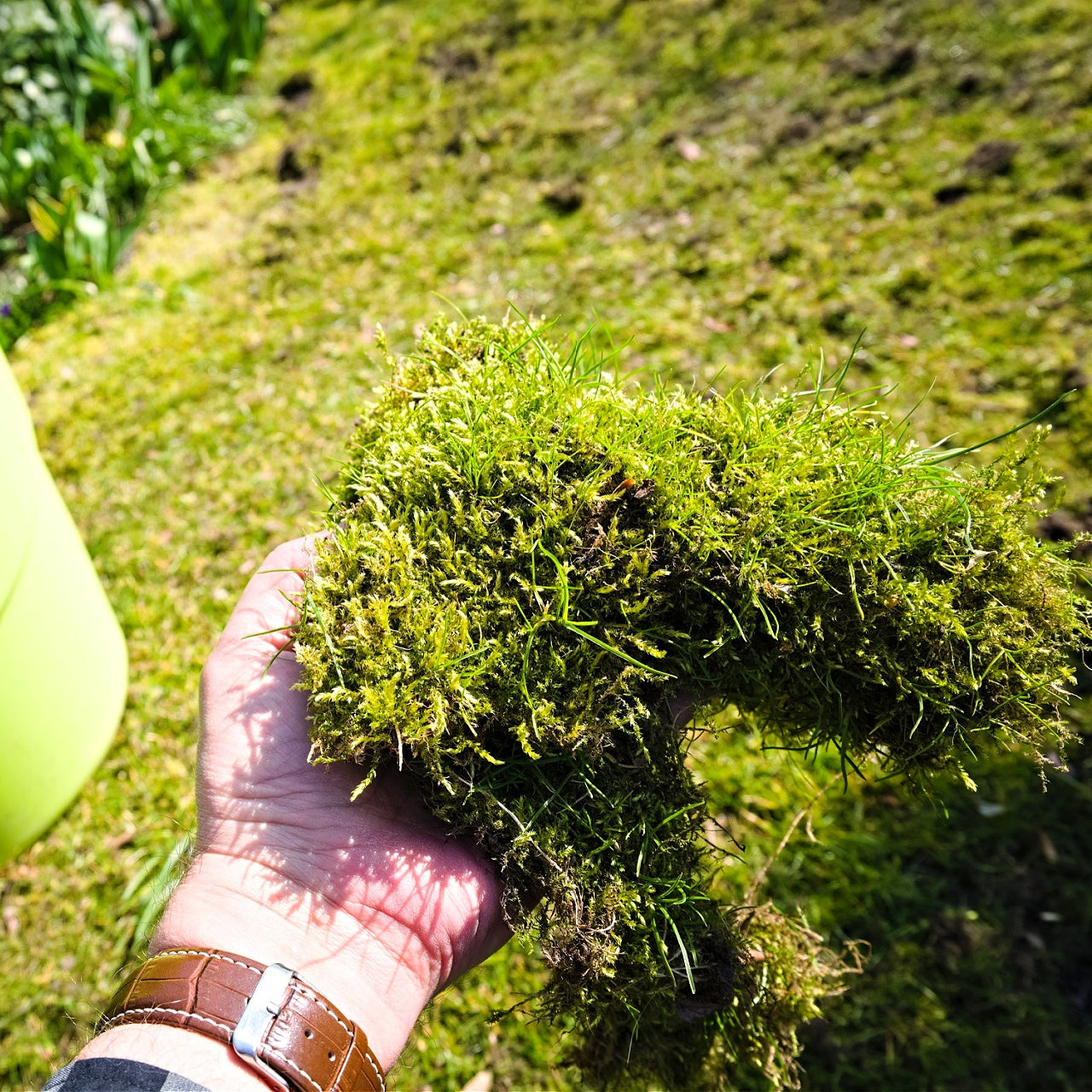 Lawn Moss