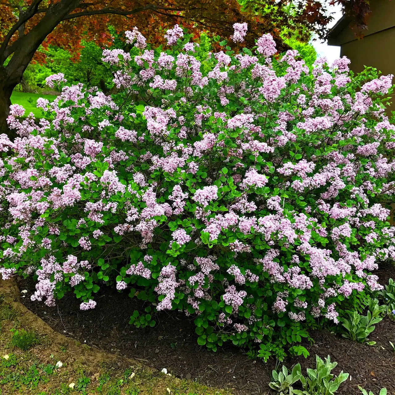 Buy Lilac Shrubs Online at TN Nursery