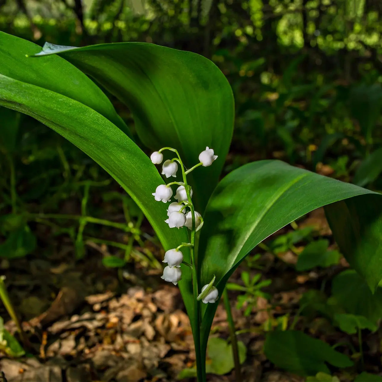 Buy Lily Of The Valley Plant Online at TN Nursery 