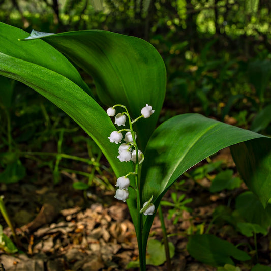 Buy Lily Of The Valley Plant Online at TN Nursery 