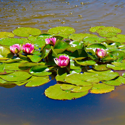 Buy Lily Pads Online at TN Nursery 