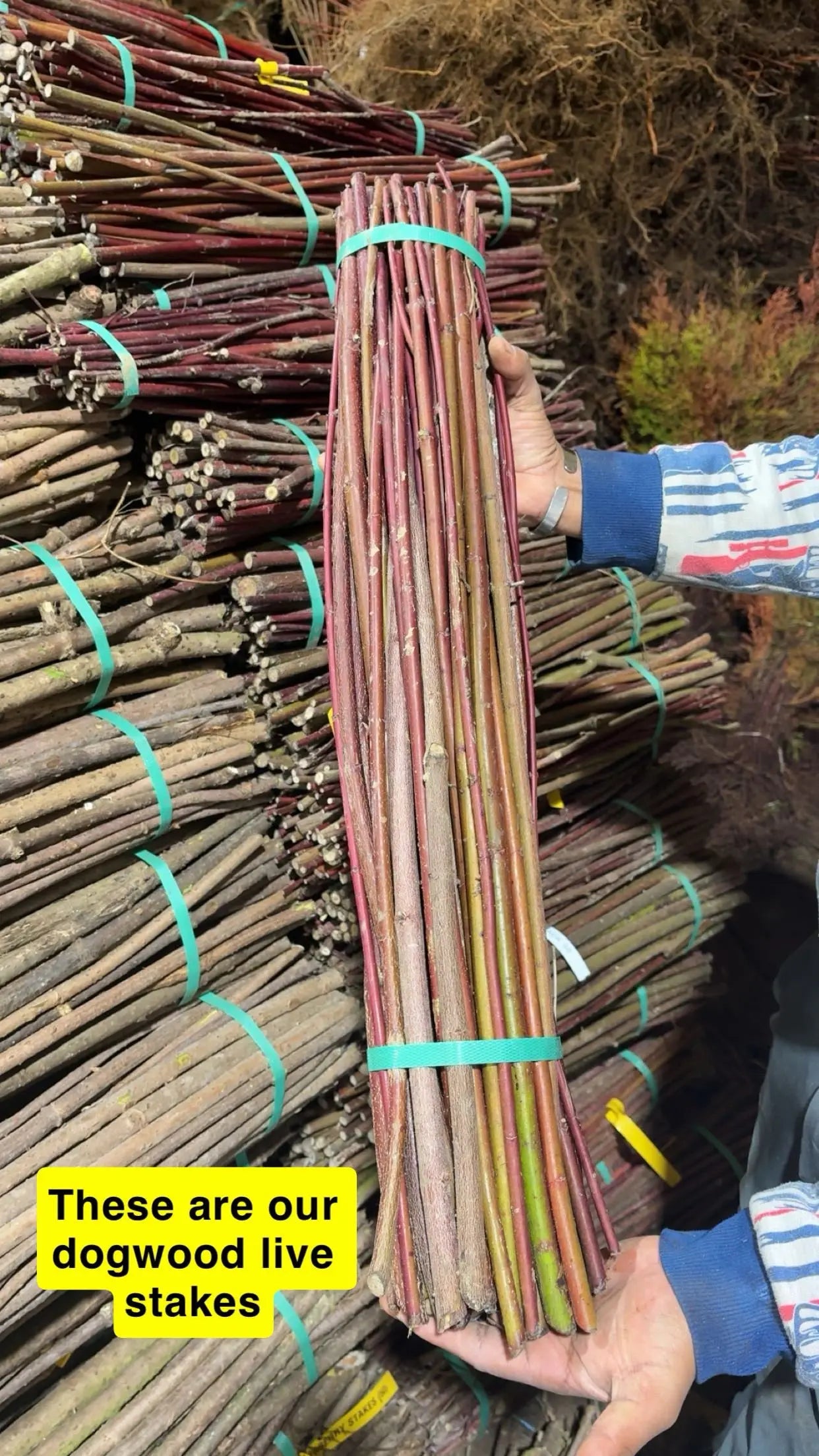 Bundles of dogwood live stakes with a person holding them, surrounded by more bundles.