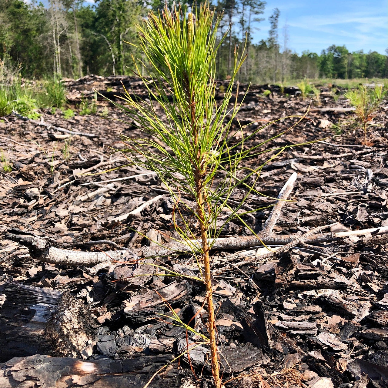 Loblolly Pine Seedlings
