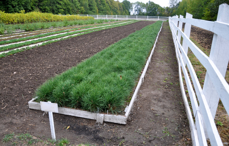 Shop Loblolly Pine Seedlings online at Tennessee Wholesale Nursery