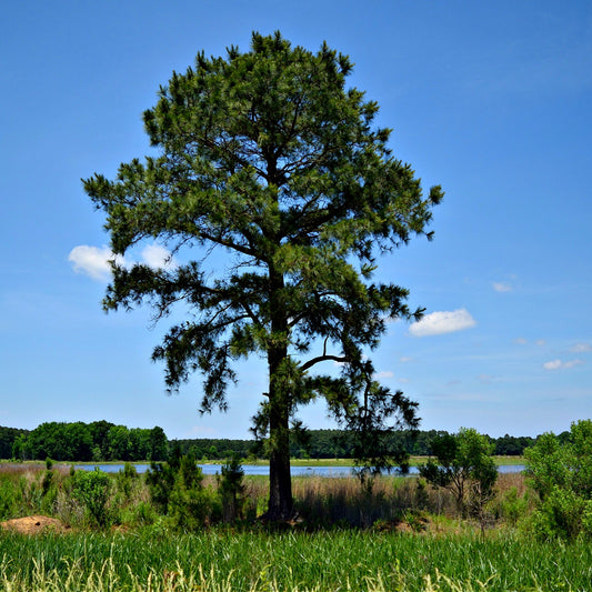 Buy Loblolly Pine Tree Online at TN Nursery 