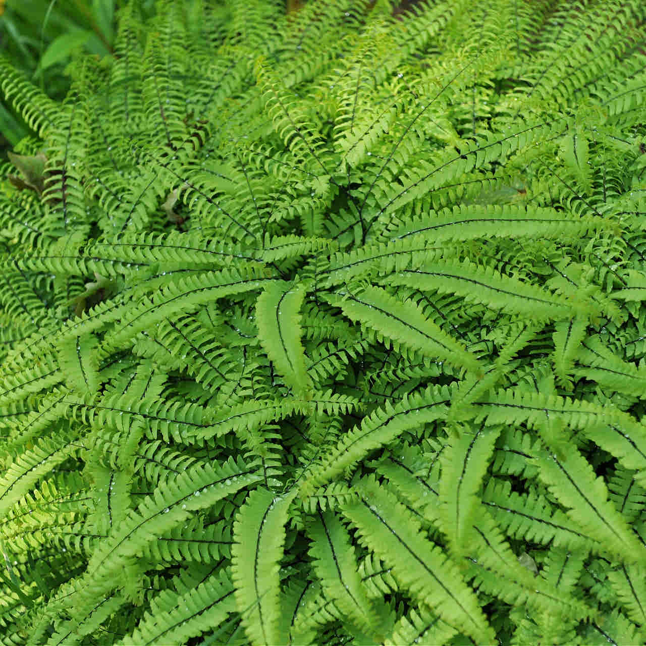 Maidenhair Fern