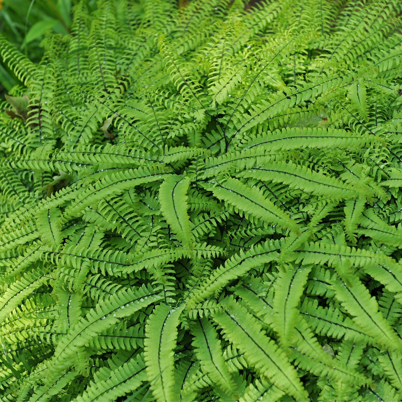 Buy maidenhair fern online at tn nursery 