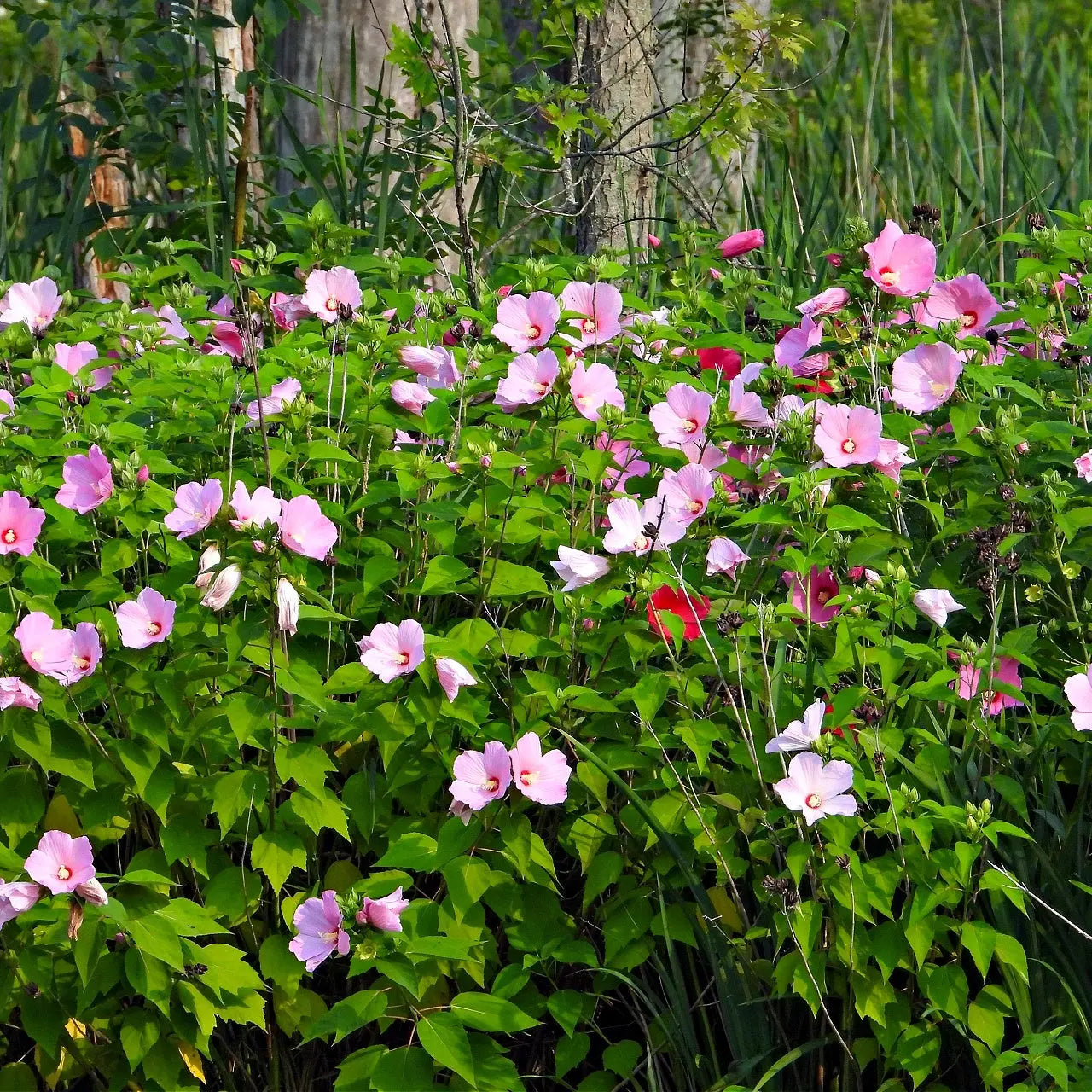 Buy Marsh Hibiscus Online at TN Nursery