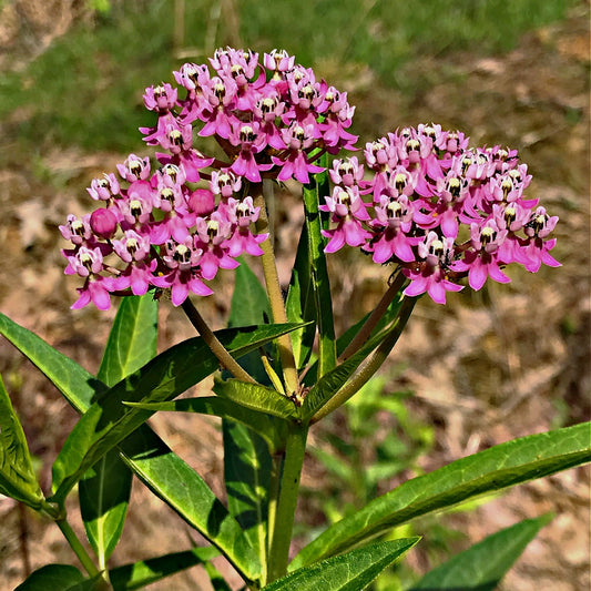 Buy Milkweed Plants Online at TN Nursery 