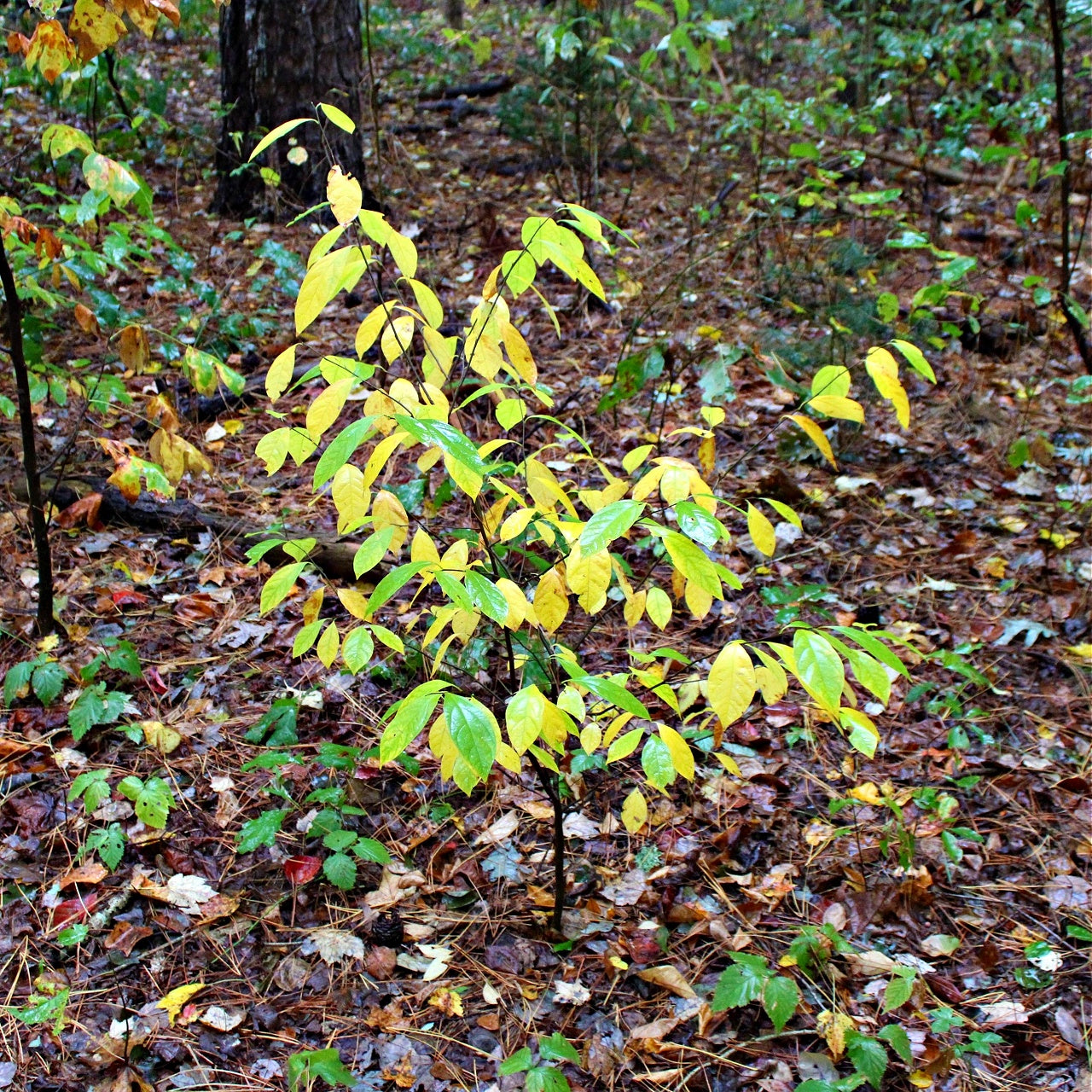 Buy Northern Spice Bush Online at TN Nursery 