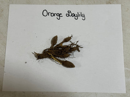 Orange Daylily plant roots