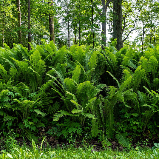 Buy Ostrich Fern Online at TN Nursery 