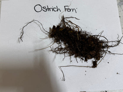 Ostrich Fern root