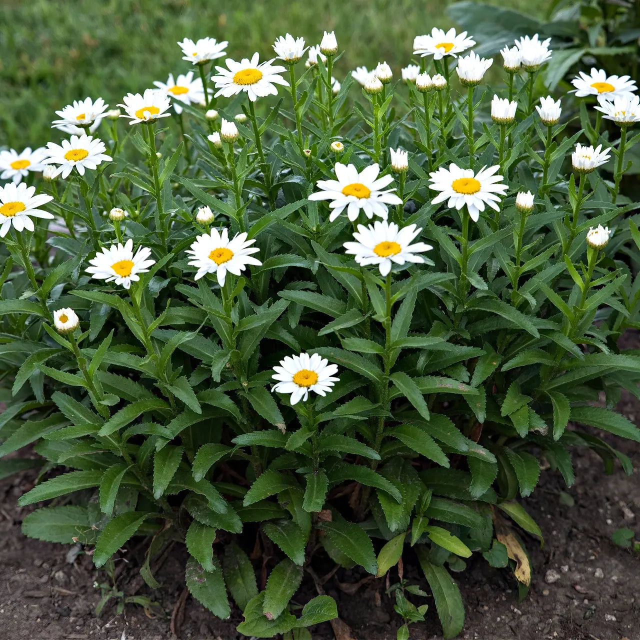 Buy Oxeye Daisy Plant's Online at TN Nursery