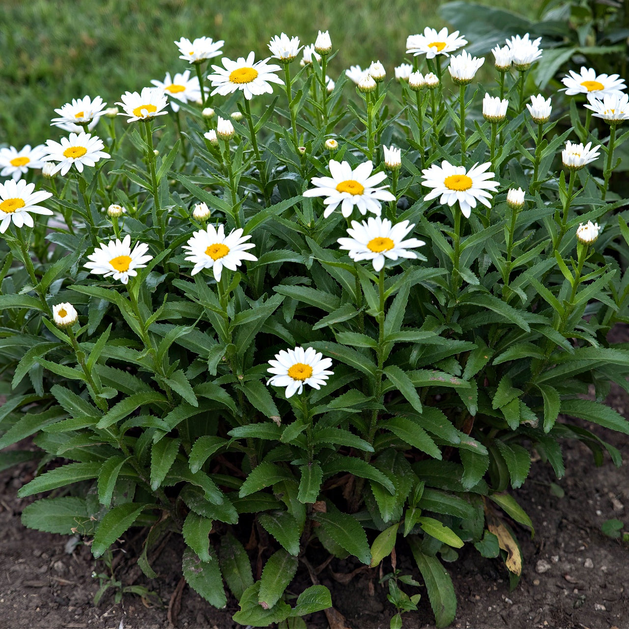 Buy Oxeye Daisy Plant's Online at TN Nursery 