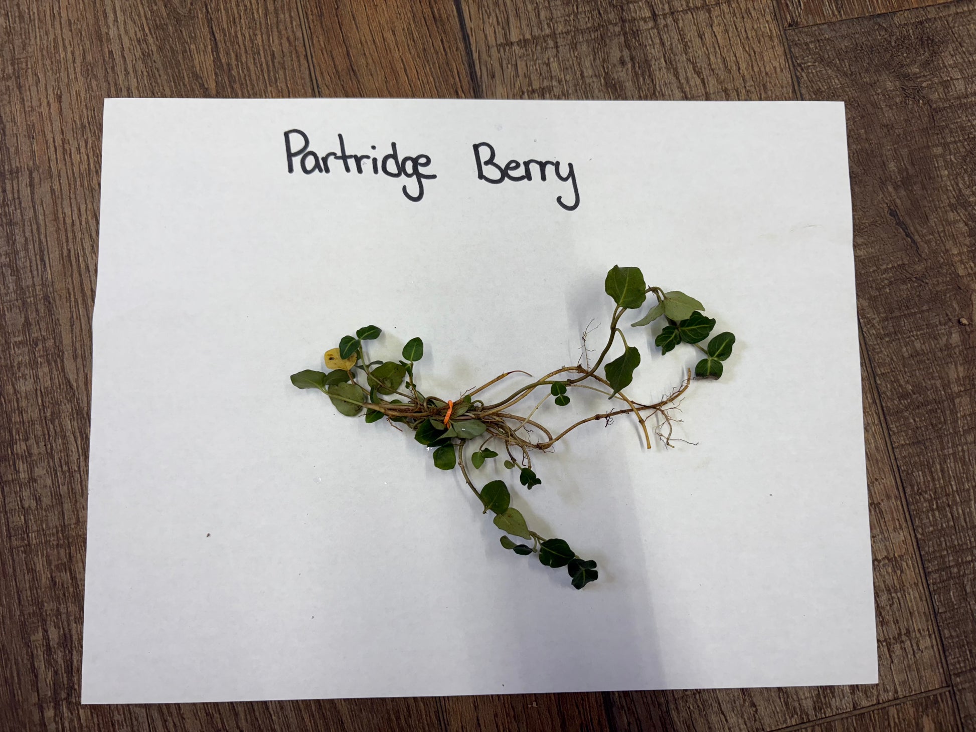 Partridge berry plant