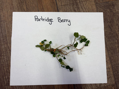 Partridge berry plant