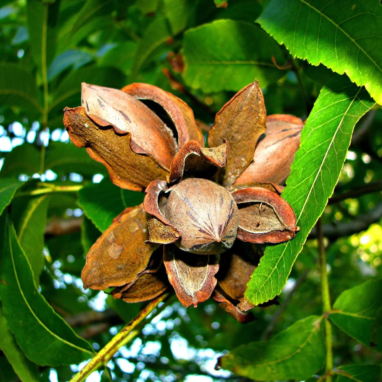 Buy Pecan Tree Online at TN Nursery 