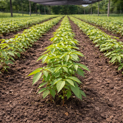Shop pecan Seedlings online at Tennessee wholesale Nursery