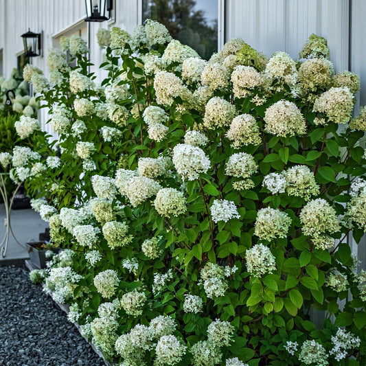 Buy Pee Gee Hydrangea Online at TN Nursery 