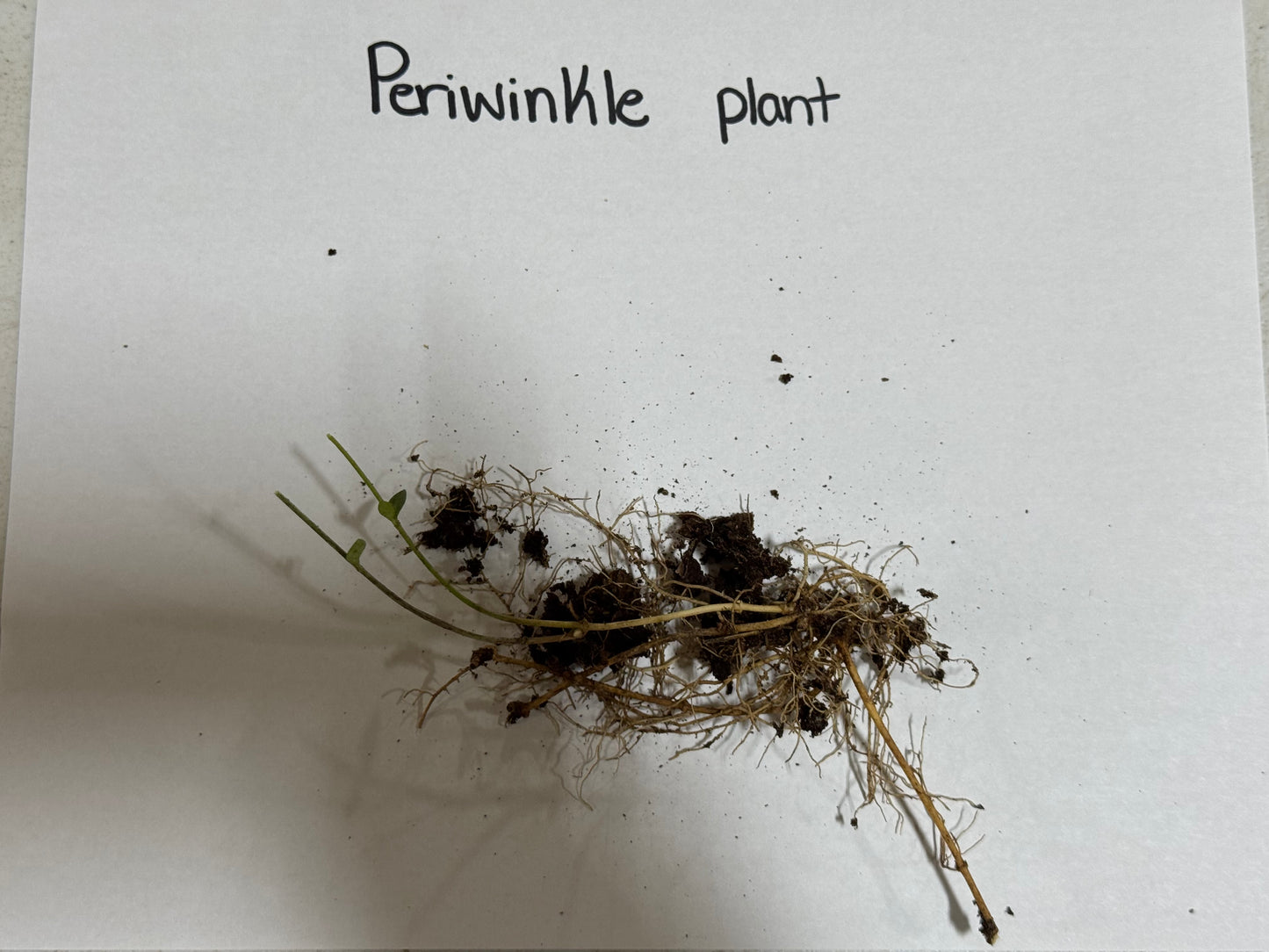 Periwinkle Plant root