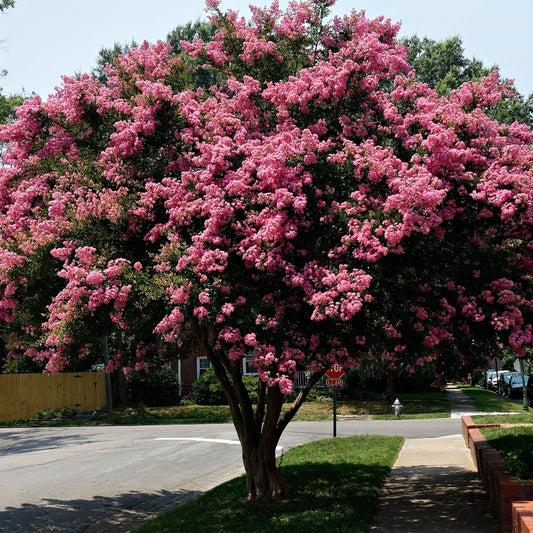 Buy Pink Crepe Myrtle Online at TN Nursery 