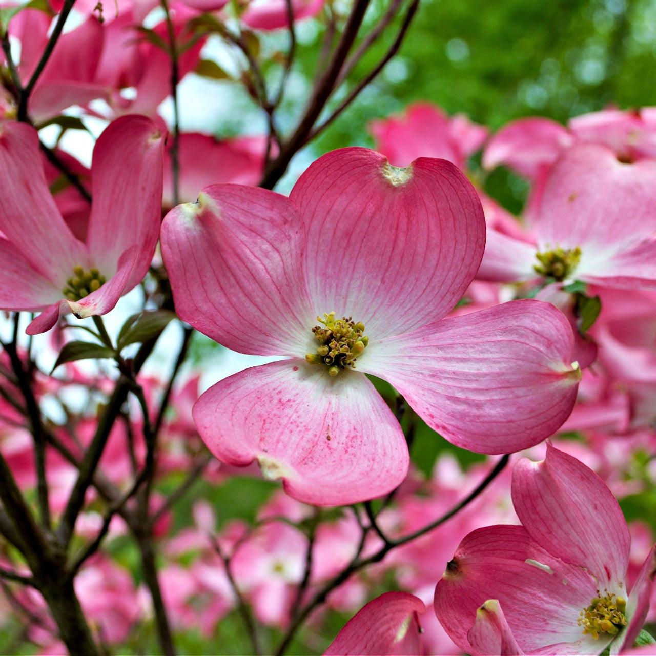 Pink Dogwood