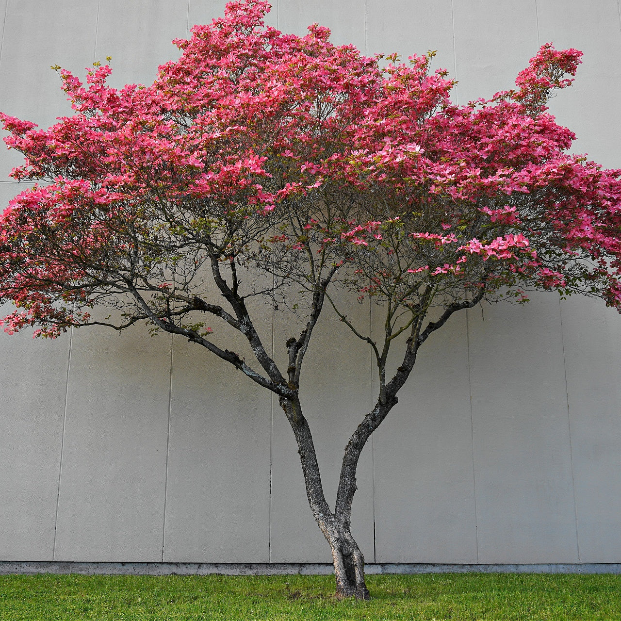 Buy Pink Dogwood Online at TN Nursery 