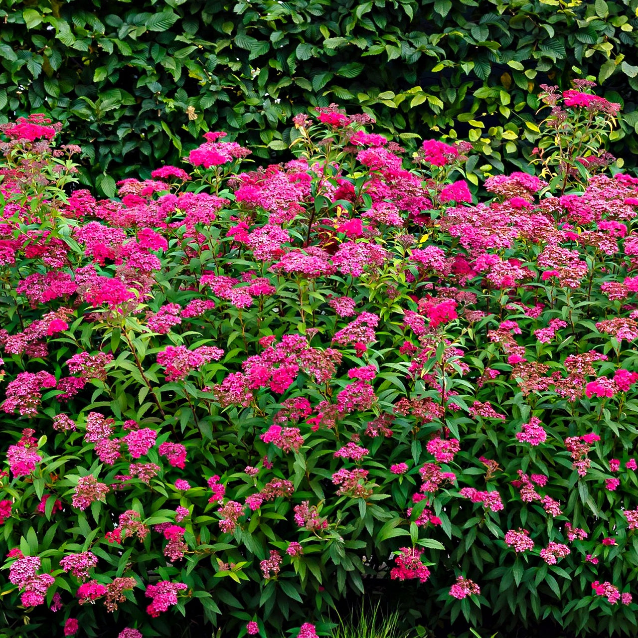 Buy Pink Spirea Online at TN Nursery 