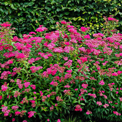 Buy Pink Spirea Online at TN Nursery 