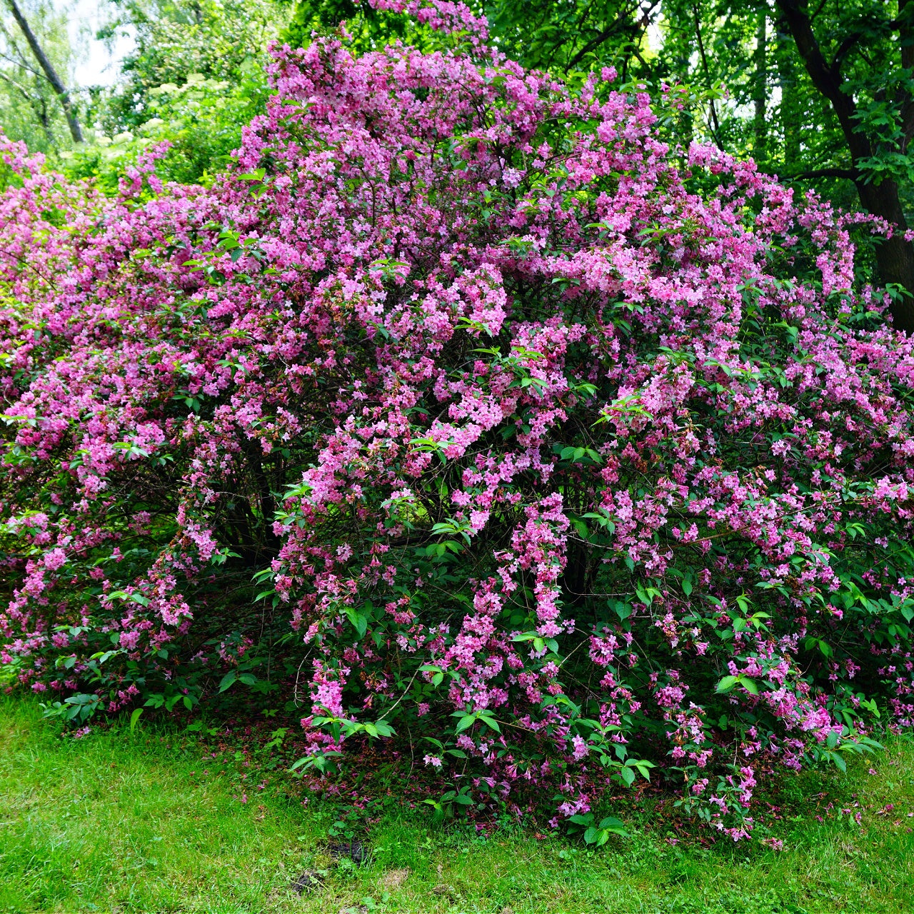 Buy Pink Weigela Online at TN Nursery 