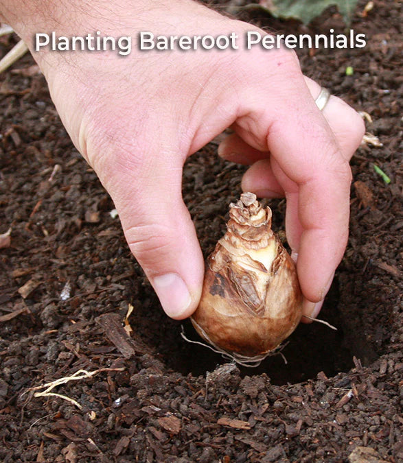 Planting Bareroot Perennials