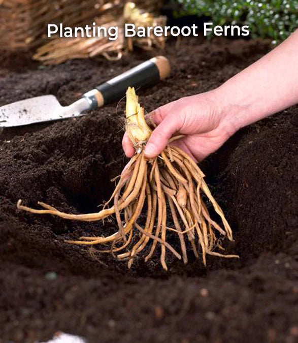 Planting Bareroot Ferns