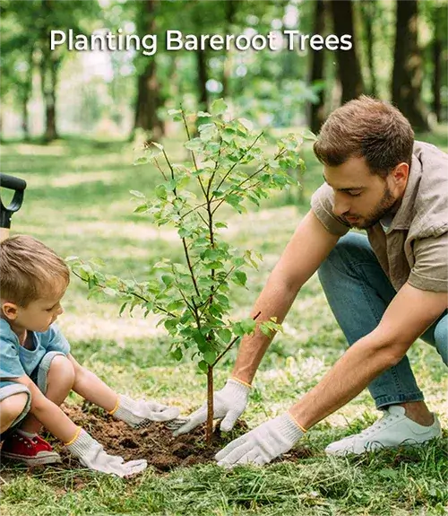 Planting Bareroot Trees