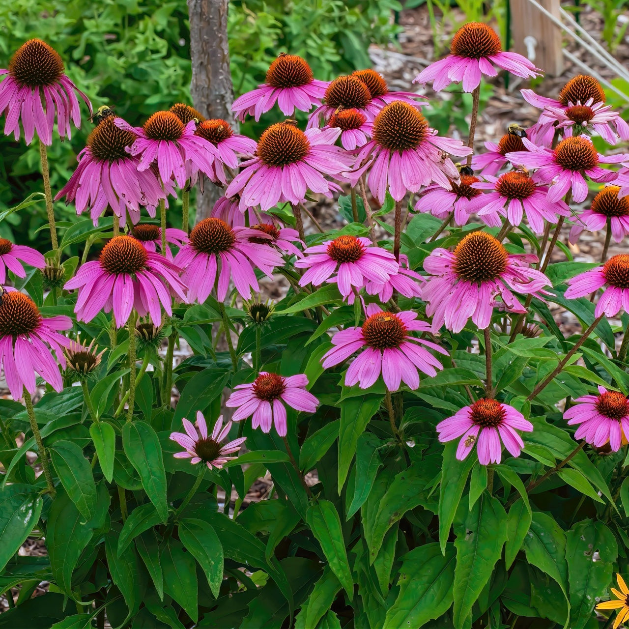 Buy Purple Coneflower Online at TN Nursery 