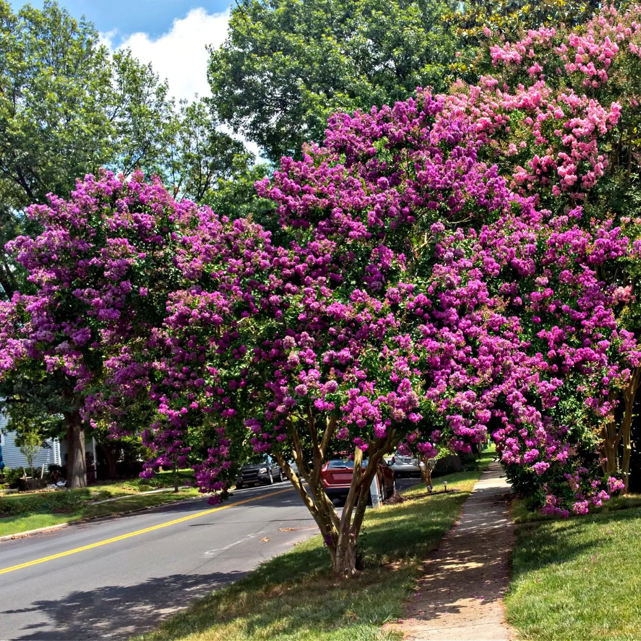 Buy Purple Crepe Myrtle Online at TN Nursery