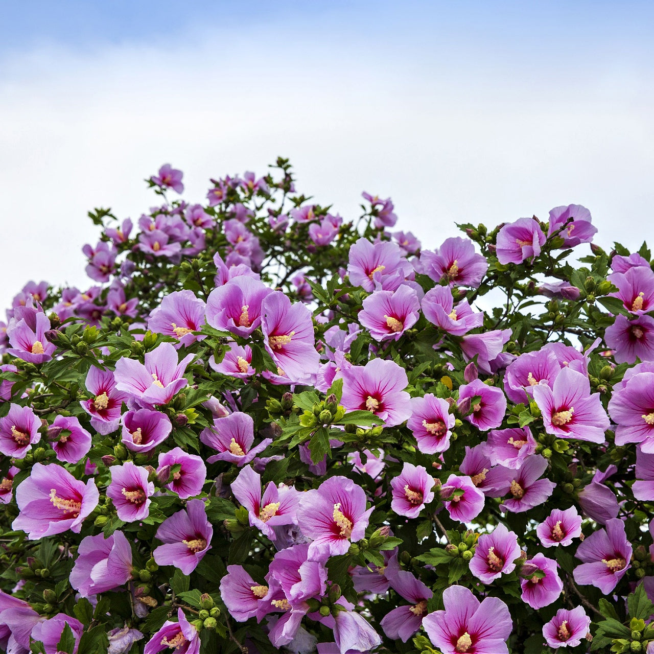 Buy Purple Hibiscus Plants Online at TN Nursery 