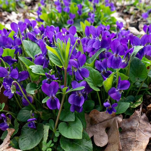 Buy Purple Violet Plants Online at TN Nursery 