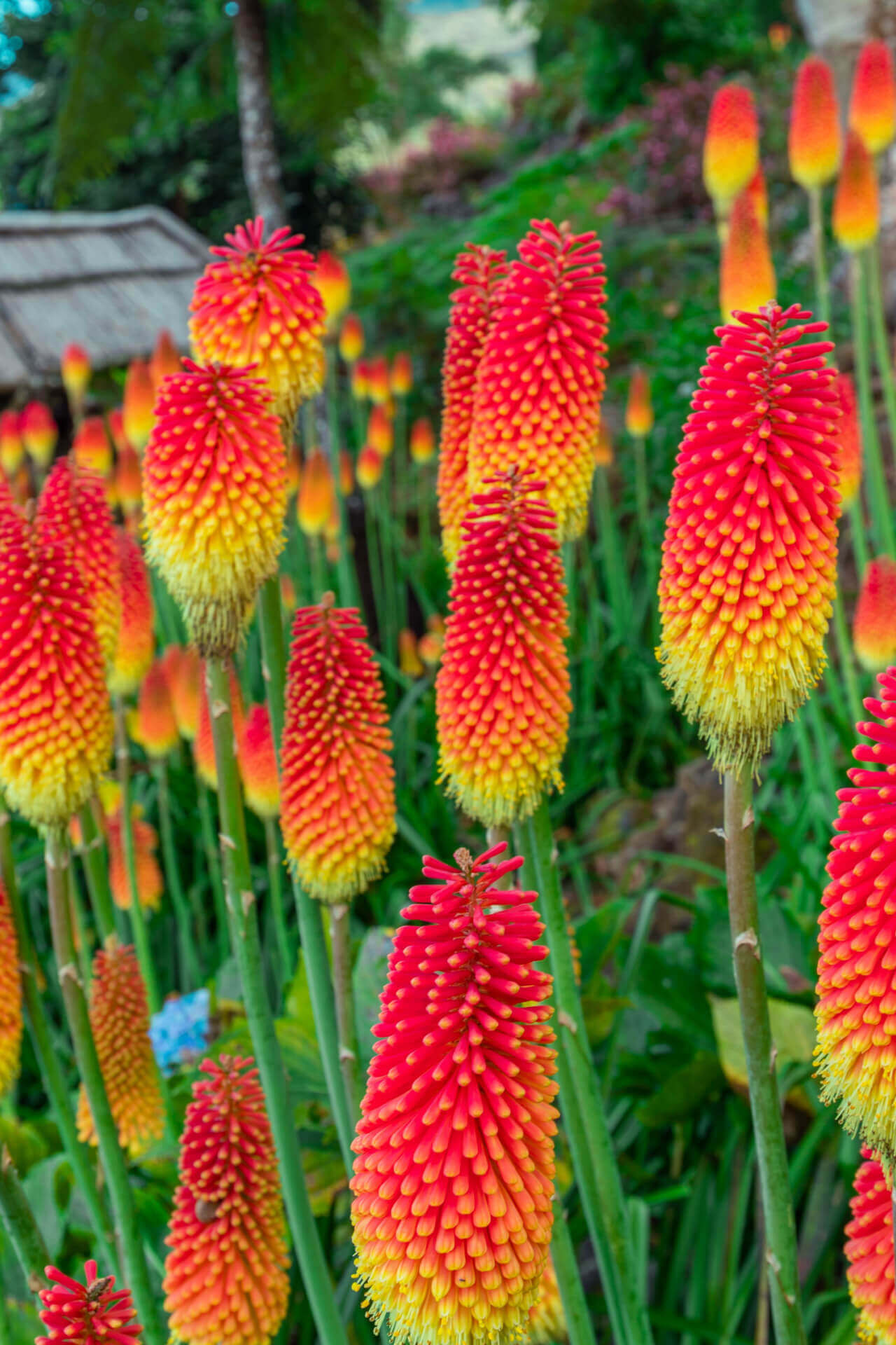 Red Hot Poker Plant