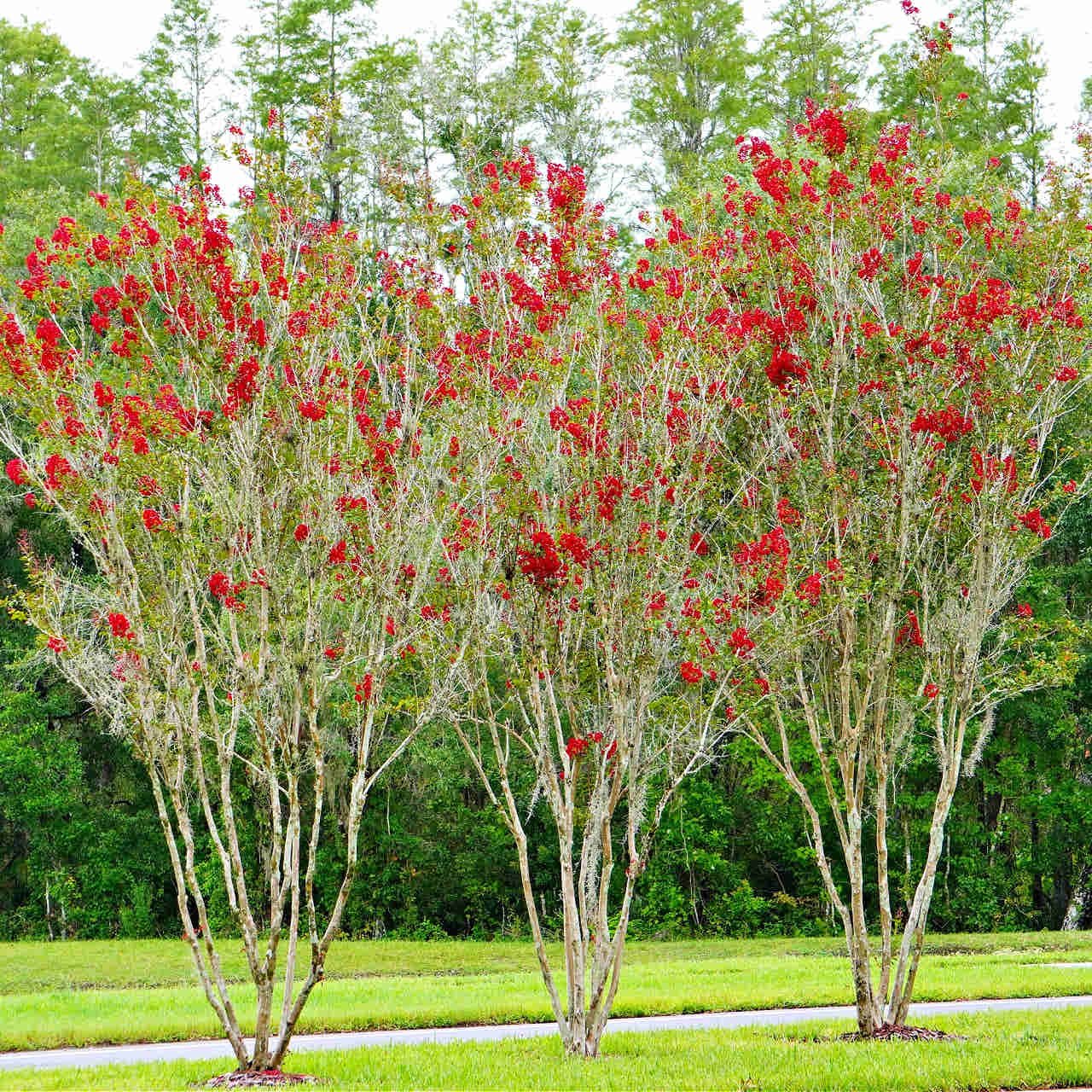 Red Crepe Myrtle