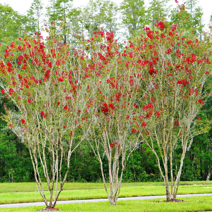 Buy Red Crepe Myrtle Shrubs Online at TN Nursery 