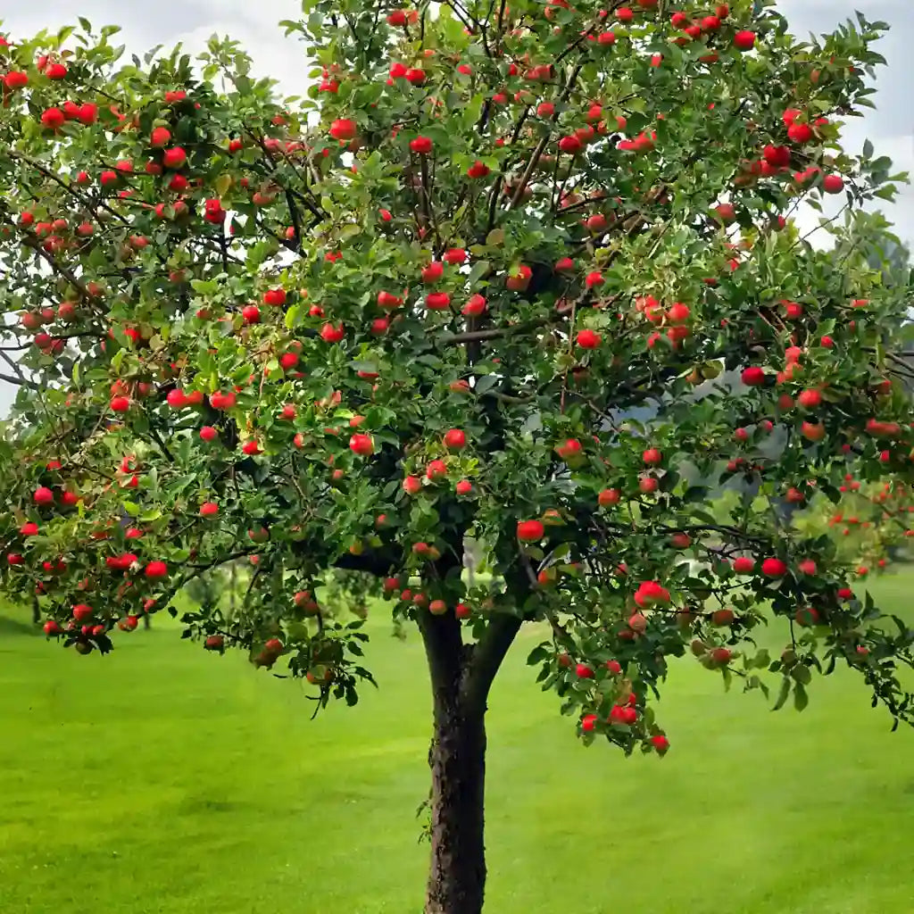 Buy Apple Trees online at TN nursery 