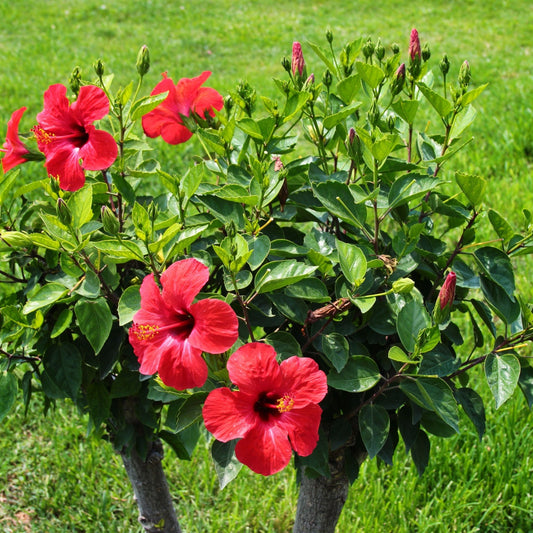 Buy Red Hibiscus Online at TN Nursery 