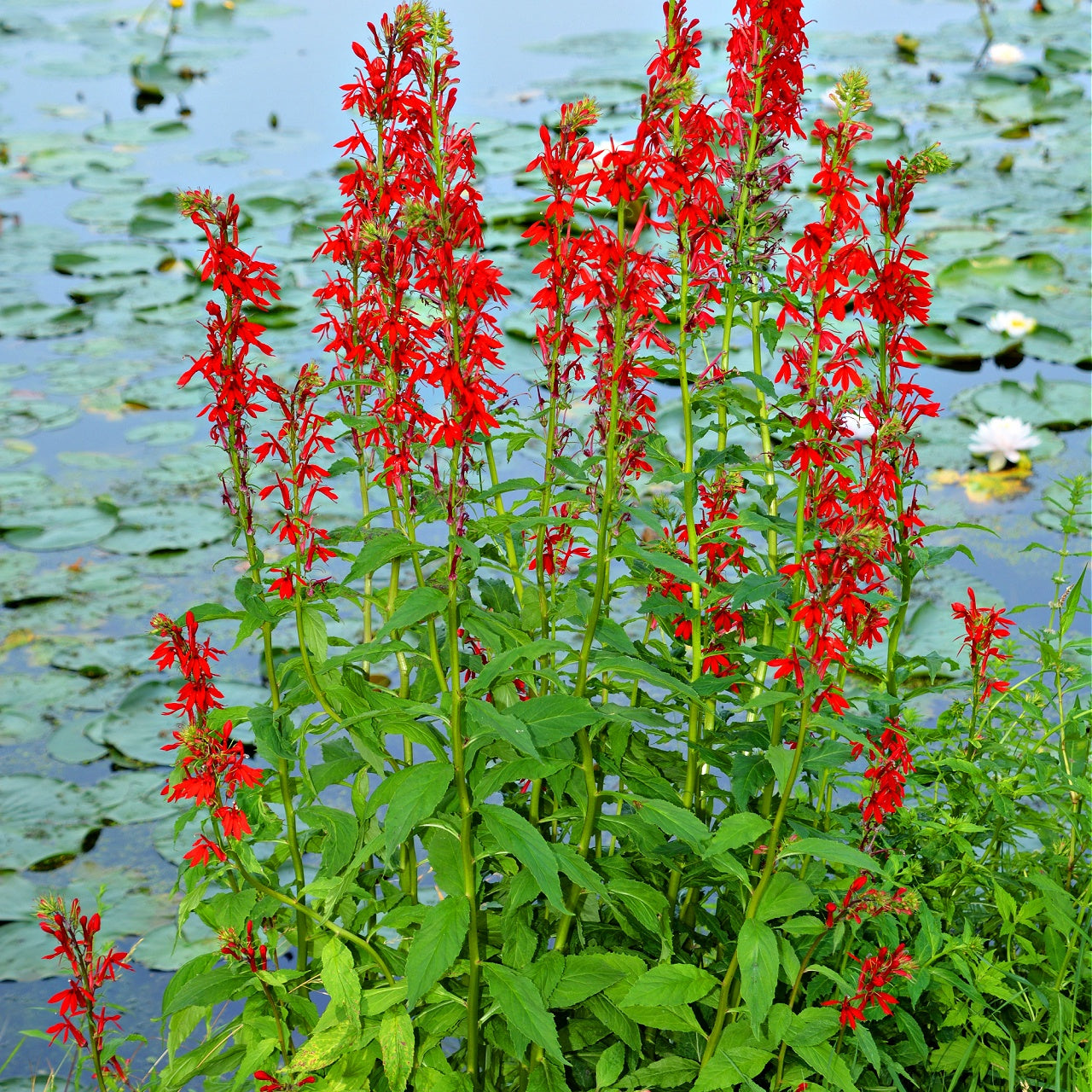 Buy Red Lobelia Online at TN Nursery 
