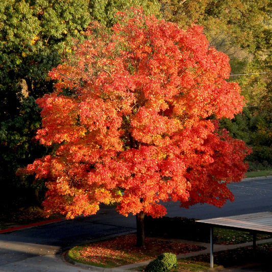 Buy Red Maple Seedling Online at TN Nursery 