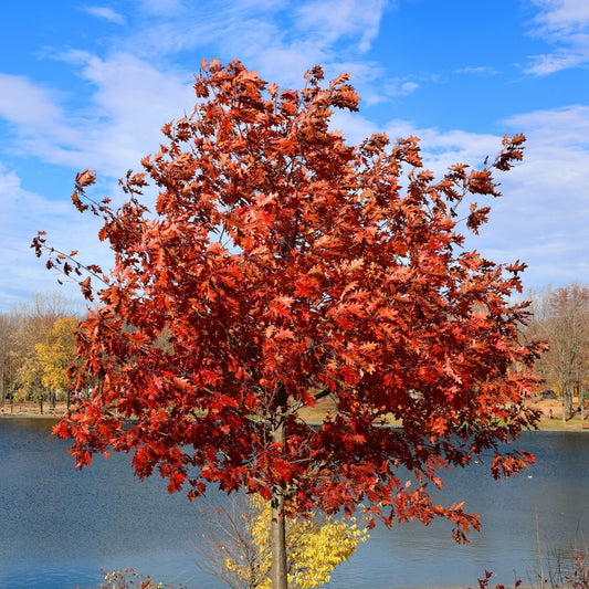 Buy Red Oak Seedling Online at TN Nursery 