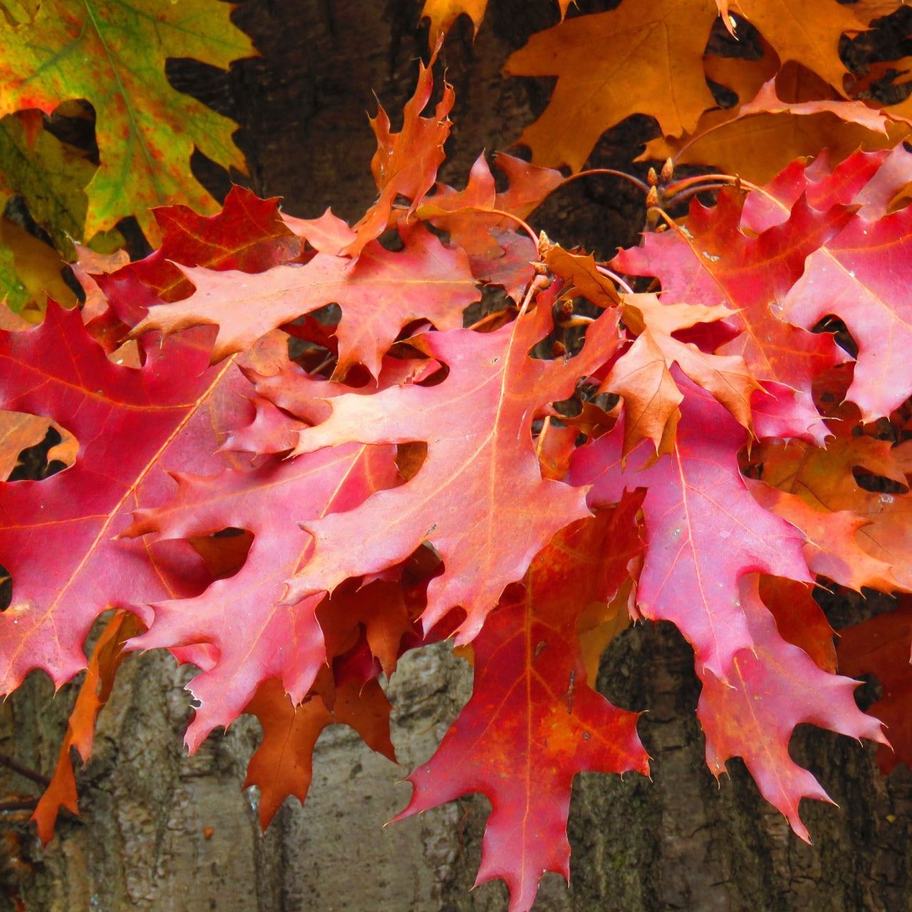 Red Oak Tree