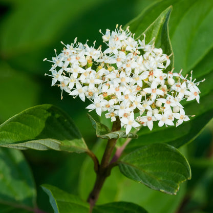 Red Osier Dogwood